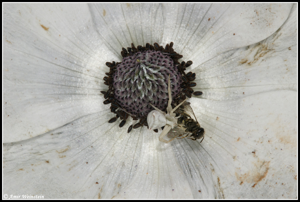 Araneae d''Israele (Thomisus onustus)